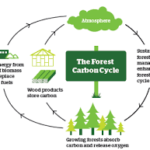 bosques ciclo del carbono