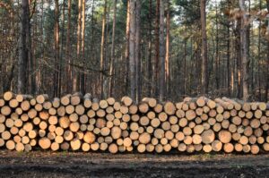 Bosque maderable de coníferas. Foto: AEIM.